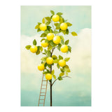 Lemon Tree  (Print Only) thumbnail