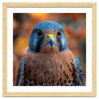 Close Up Of A Kestrel Bird Of Prey Portrait