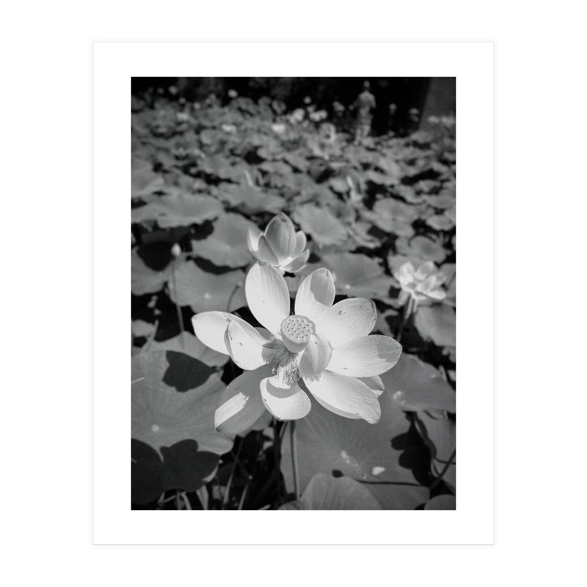 Hylas | Black & White (Print Only)