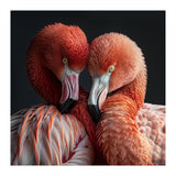 Close Up Of Two Flamingos Nuzzling Together (Print Only) thumbnail