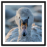 Close Up Of A Swan In Frost Winter Bird Close Up thumbnail