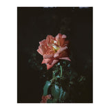 Romantic (Print Only) thumbnail