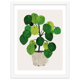 Pilea Plant thumbnail