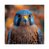 Close Up Of A Kestrel Bird Of Prey Portrait (Print Only) thumbnail