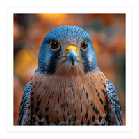 Close Up Of A Kestrel Bird Of Prey Portrait (Print Only)