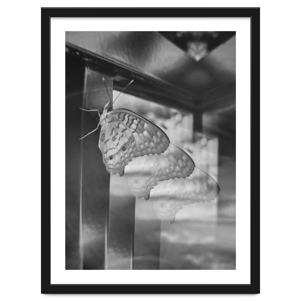 Evolving | Black & White