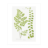 Edward Joseph Lowe – Adiantum Assimile and Adiantum Lunulatum (1856–1860) (Print Only)