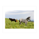 Equine Family (Print Only) thumbnail