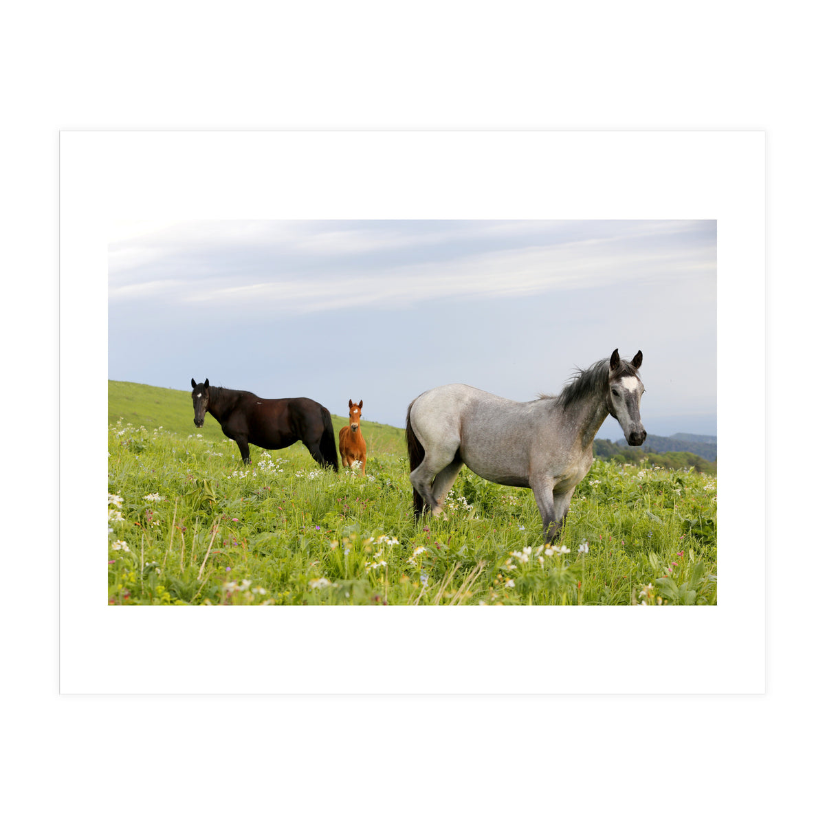 Equine Family (Print Only)