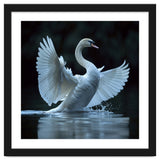 Majestic White Swan Spreading Wings On Water thumbnail