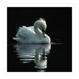 White Swan Gracefully Swimming In Dark Water (Print Only) thumbnail
