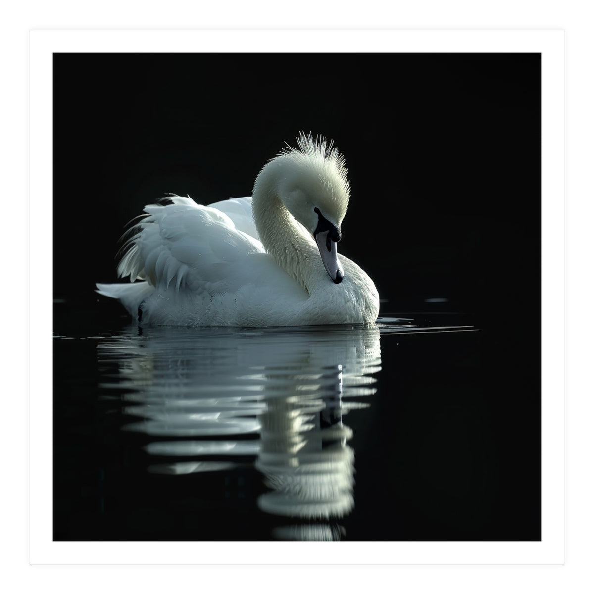 White Swan Gracefully Swimming In Dark Water (Print Only)