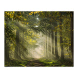 Sunrays in a Dutch forest (Print Only) thumbnail