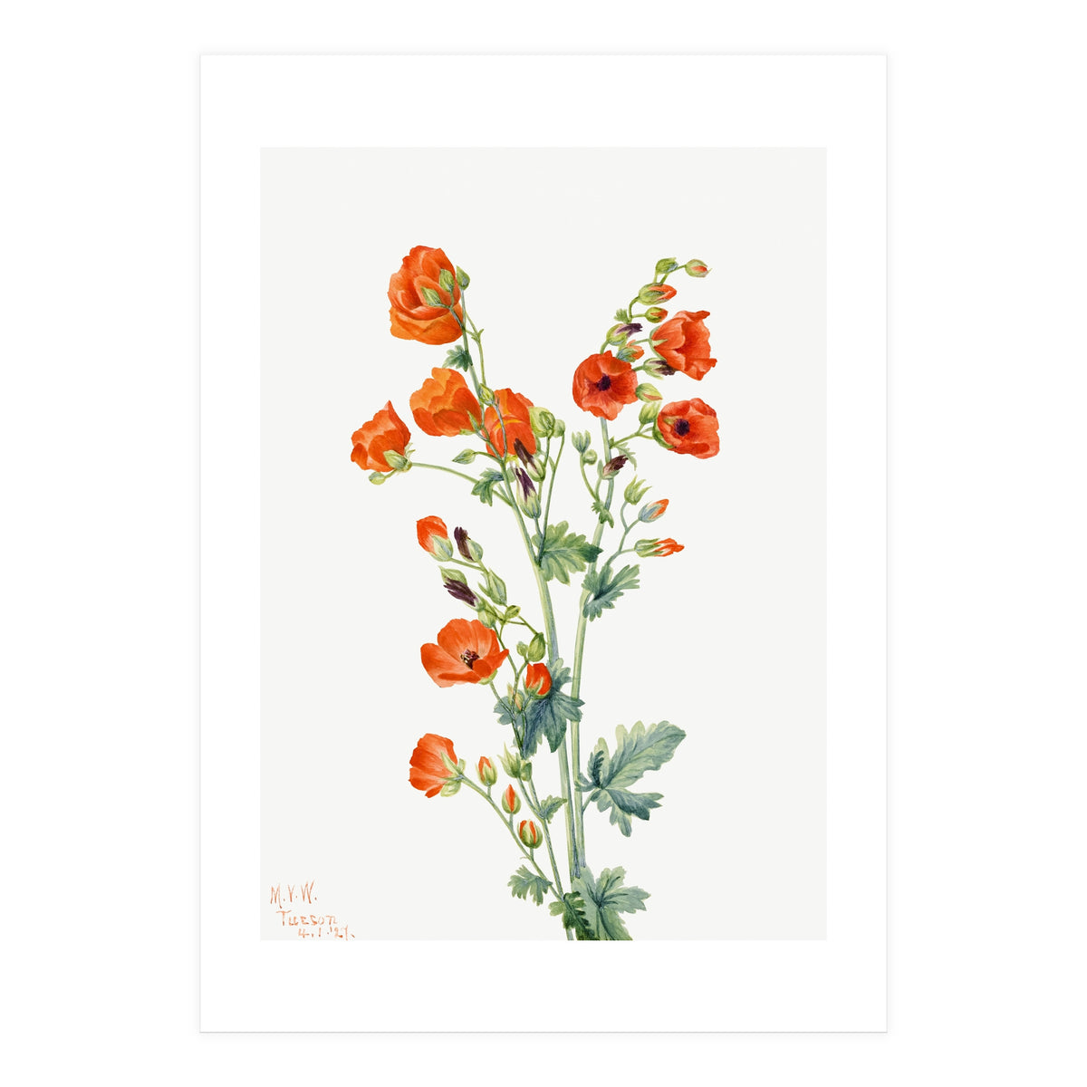 Mary Vaux Walcott – Scarlet Globe Mallow (Sphaeralcea grossulariaefolia) (1927) (Print Only)