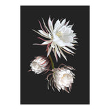 Queen Of The Night (Print Only) thumbnail