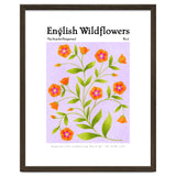 English Wildflowers | Scarlet Pimpernel thumbnail