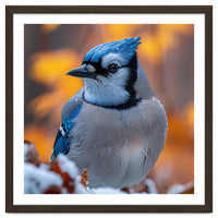 Blue Jay Bird In Winter Snowfall And Leaves