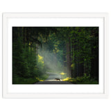 Wolf in the Netherlands thumbnail