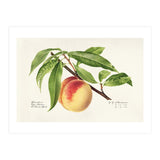 Royal Charles Steadman – Peach Twig (Prunus persica) (1918) (Print Only) thumbnail