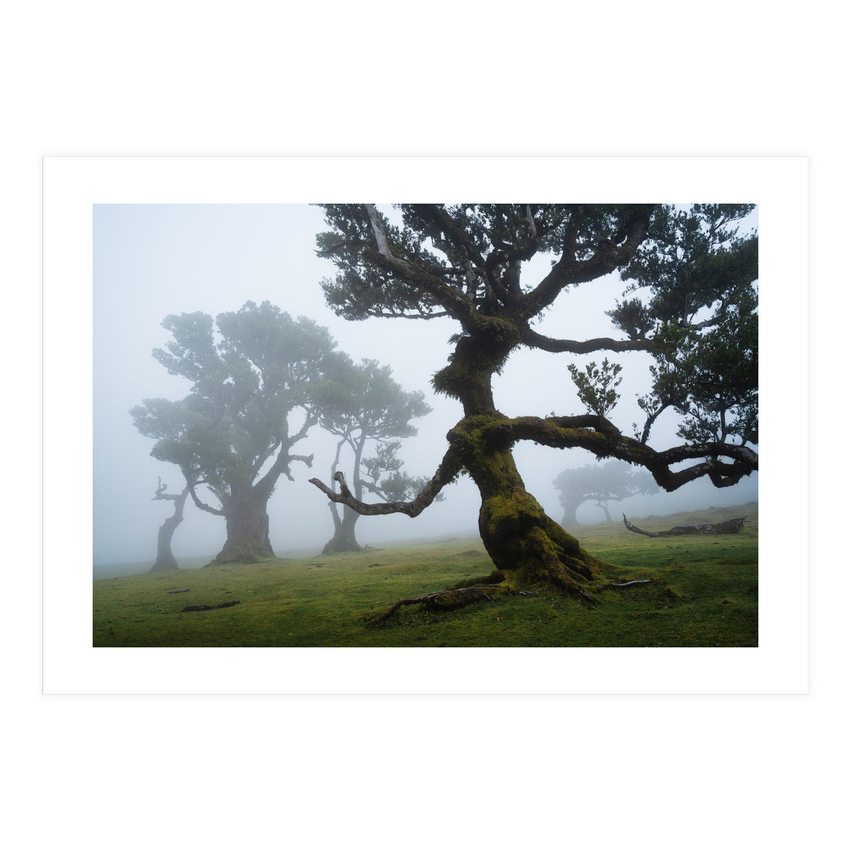 Forest queen (Print Only)