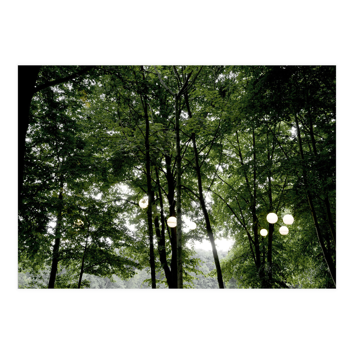 Light bulb among the trees in the summer forest (Print Only)