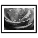 Ethereal Monochromatic Rose Petal Macro thumbnail