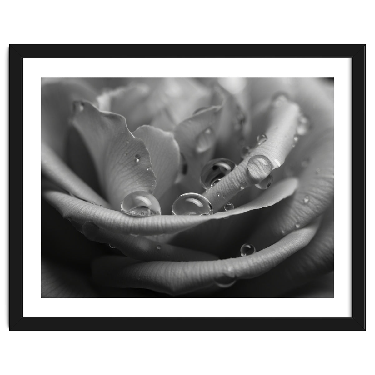 Ethereal Monochromatic Rose Petal Macro