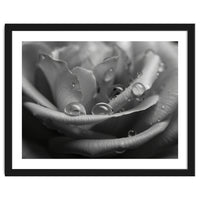 Ethereal Monochromatic Rose Petal Macro