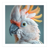 Salmon Crested Cockatoo Close Up Portrait (Print Only) thumbnail
