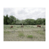Cows in the farm (Print Only) thumbnail