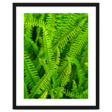 Green Ferns thumbnail