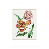 John Edwards – Various Tulips (1791) (Print Only) thumbnail
