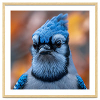 Close Up Blue Jay Bird With Detailed Feathers