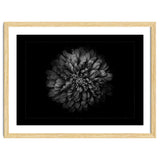 Backyard Flowers In Black And White No 68 with Border thumbnail
