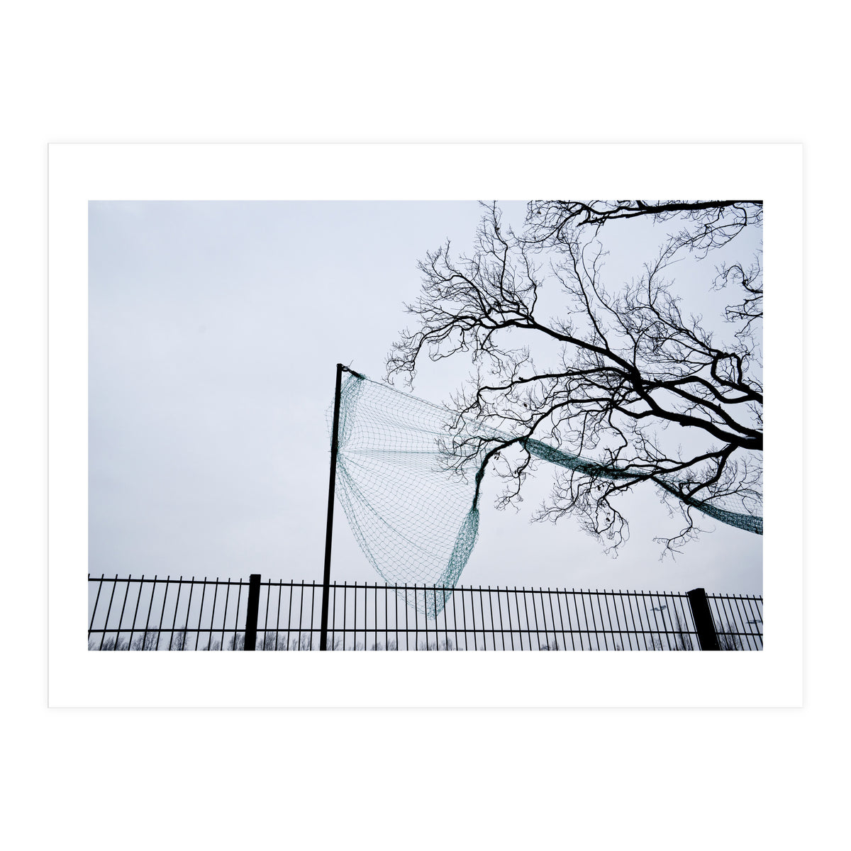 Net caught in a tree (Print Only)