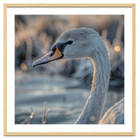 Close Up Of A Swan Covered In Frost