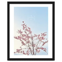 Sakura - cherry blossom