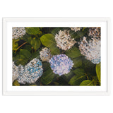 Hydrangeas | Landscape thumbnail
