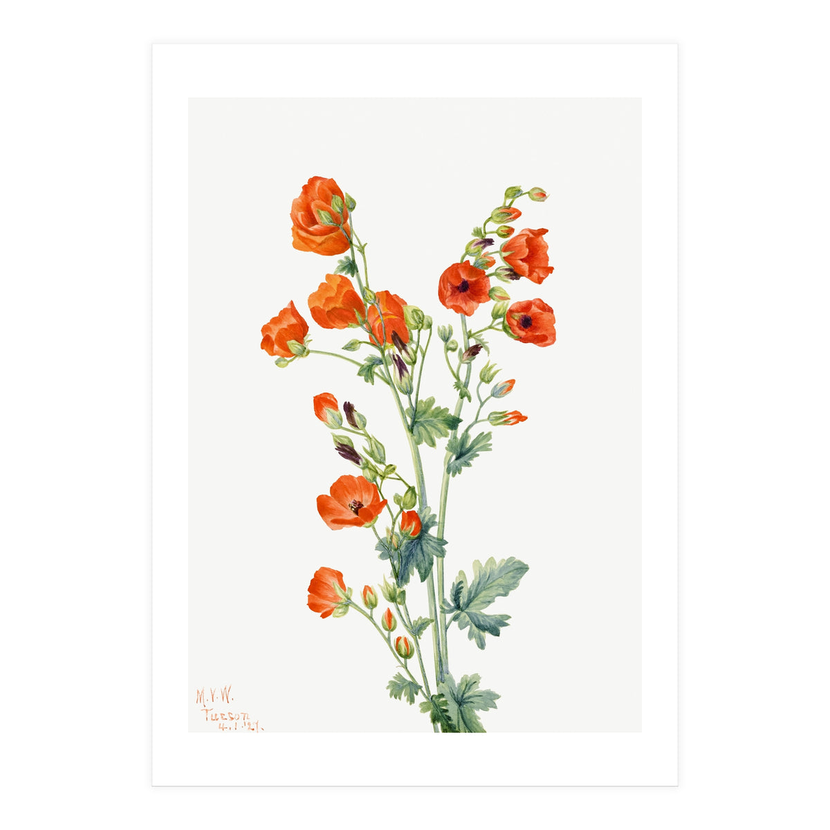 Mary Vaux Walcott – Scarlet Globe Mallow (Sphaeralcea grossulariaefolia) (1927) (Print Only)