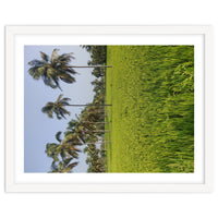 The Paddy Fields of Kerala, South India