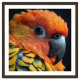 Close Up Of A Sun Conure Parrot's Head thumbnail