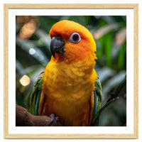 Sun Conure Parrot Colorful Bird Perched On Branch