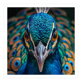 Majestic Peacock  (Print Only) thumbnail