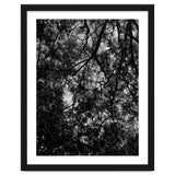 Tree From Below Black Silhouette thumbnail