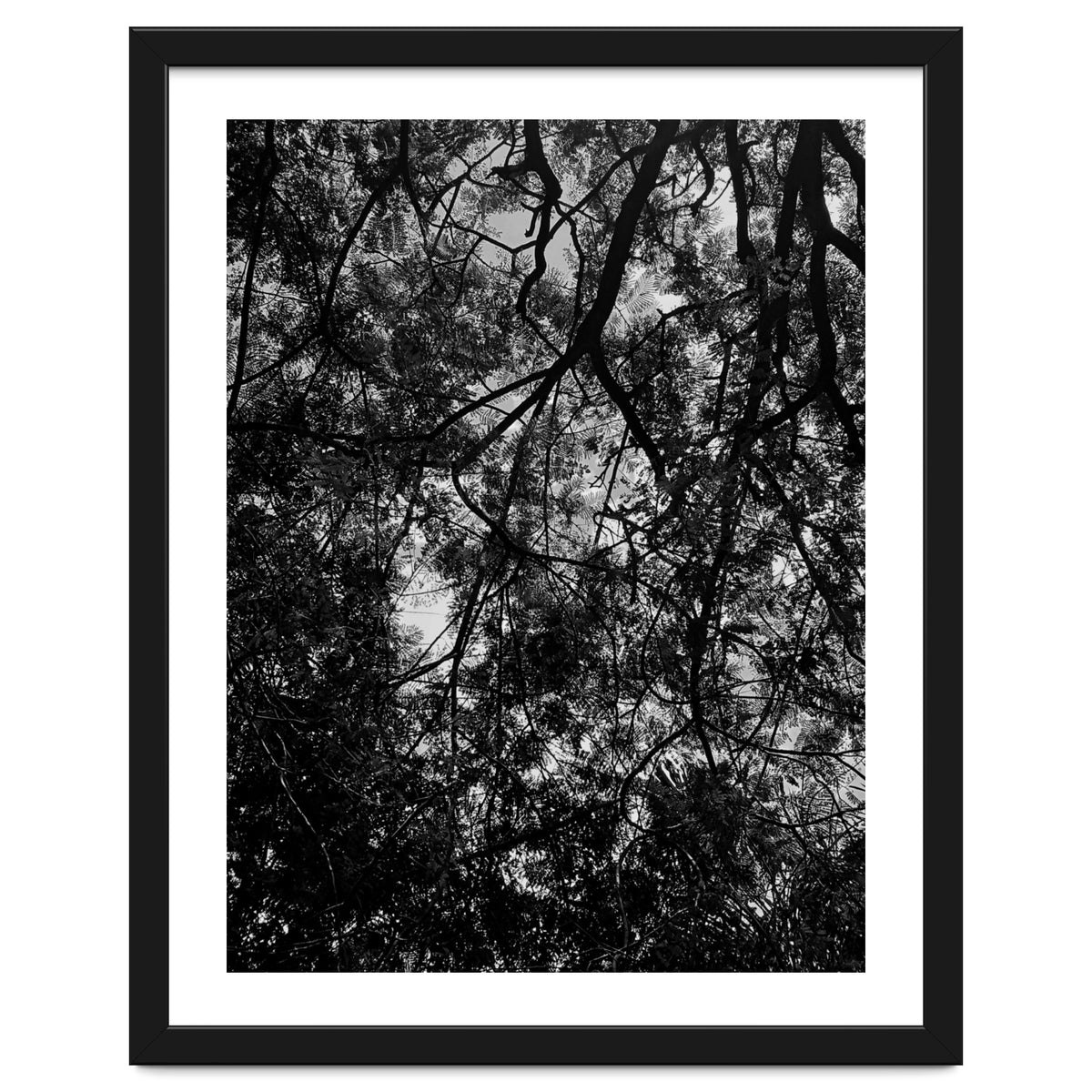 Tree From Below Black Silhouette