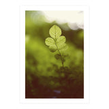 Out of the green (Print Only) thumbnail