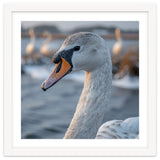 Majestic Swan Portrait In Snowy Waters thumbnail