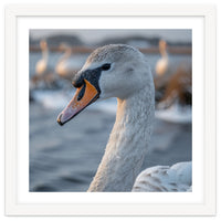 Majestic Swan Portrait In Snowy Waters