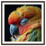 Close Up Of A Sleeping Sun Conure Parrot thumbnail