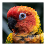Sun Conure Parrot Bird With Water Droplets (Print Only) thumbnail